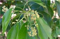 Schisandra Berry
